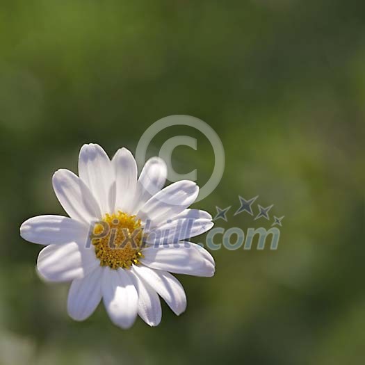 Daisy in Evening light Daisy in Evening light