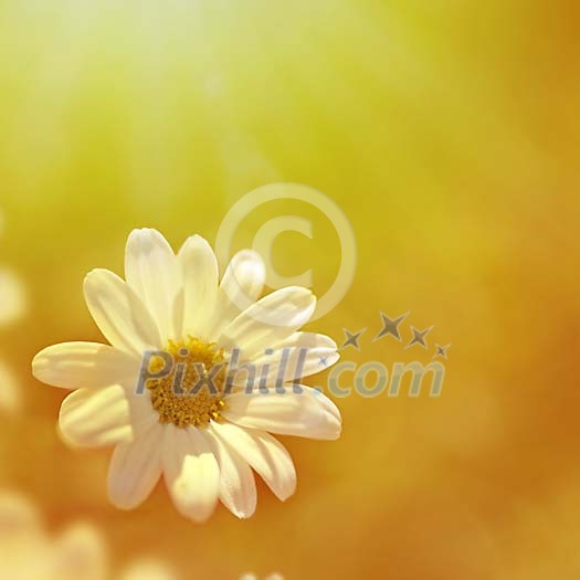 Daisy in morning light Daisy in morning light