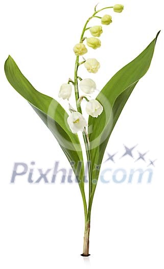 Lily of the valley Lily of the valley