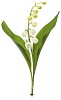 Lily of the valley