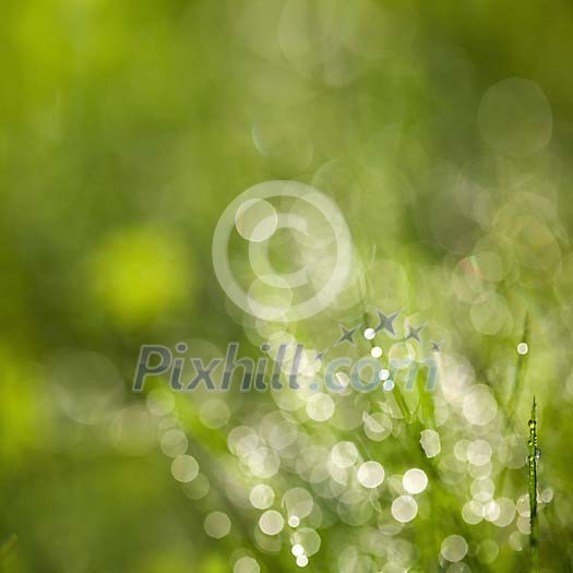 Unsharp background from waterdrops on grass Unsharp background from waterdrops on grass