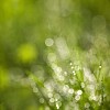 Unsharp background from waterdrops on grass