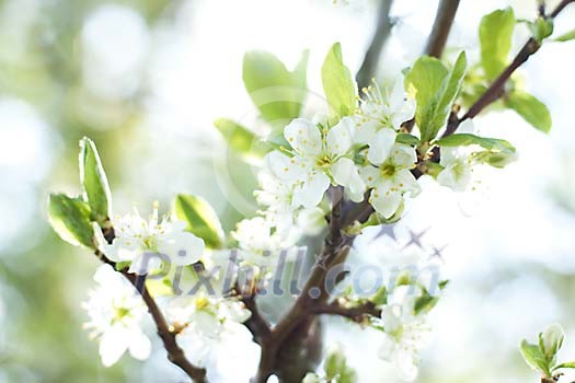 Close-up of a plum tree blossom Close-up of a plum tree blossom