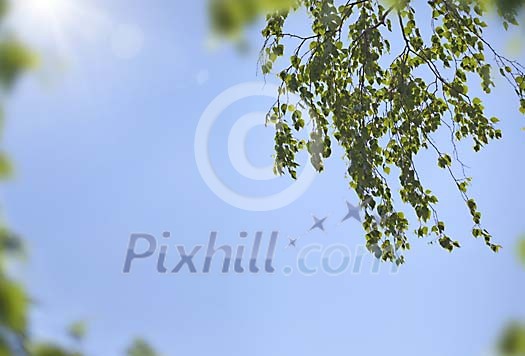 Birch branches in full sunlight Birch branches in full sunlight