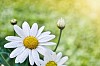 Waterdrops on a daisy