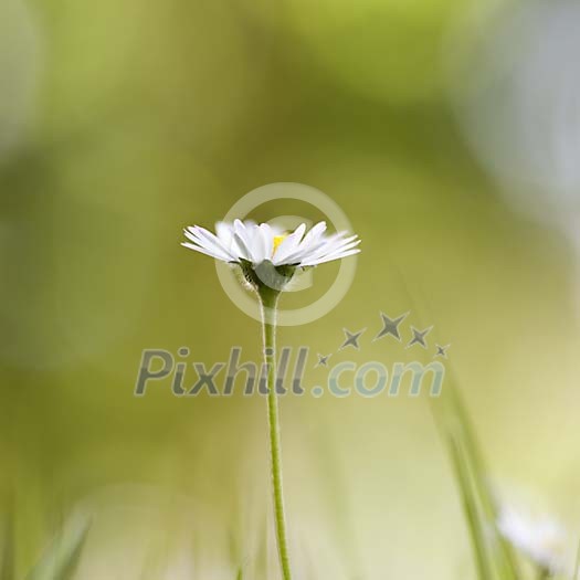 Kauniainen or English Daisy or Common Daisy between the grass.
Kauniainen or English Daisy or Common Daisy between the grass.