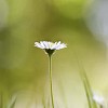 Kauniainen or English Daisy or Common Daisy between the grass.

