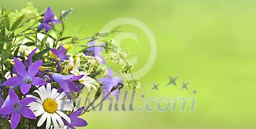 Summer flowers with copyspace Summer flowers with copyspace