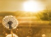 Close-up of a dandelion