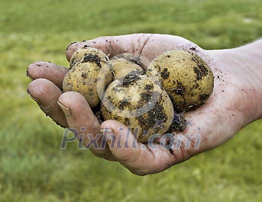Bunch of freshly harvested new potatoes on palm