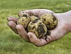 Bunch of freshly harvested new potatoes on palm