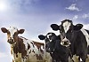 Young calves outside on a sunny day