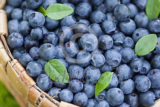 Wild blueberry's in the forest Wild blueberry's in the forest