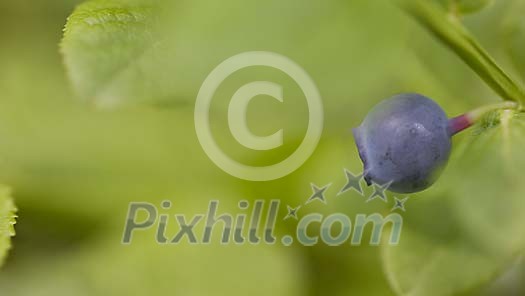 Close-up of one blueberry in nature Close-up of one blueberry in nature
