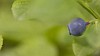 Close-up of one blueberry in nature