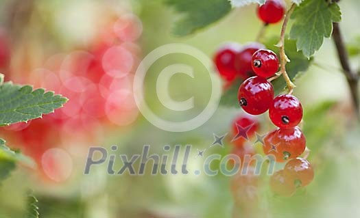 Red Current Berry's Red Current Berry's