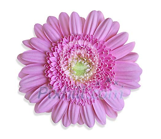 Pink Gerbera with clipping path Pink Gerbera with clipping path