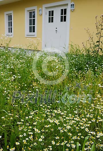 Overgrown weeds in front of house Overgrown weeds in front of house