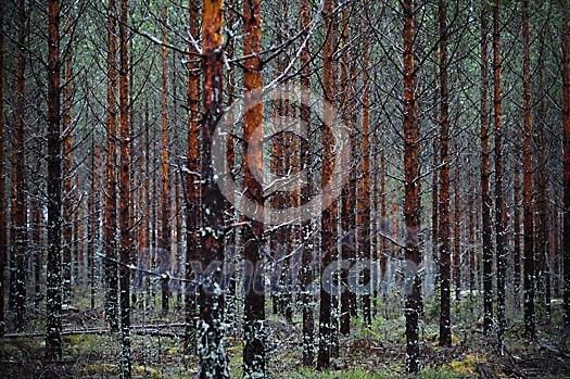 Trees in a thick forest Trees in a thick forest