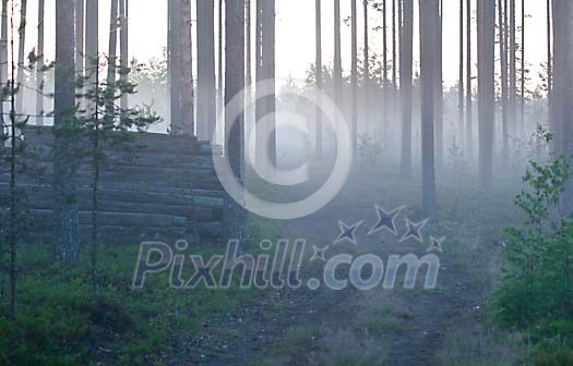 Morning fog in the forest Morning fog in the forest