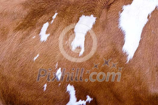 close up of cow hide, brown white. Background close up of cow hide, brown white. Background