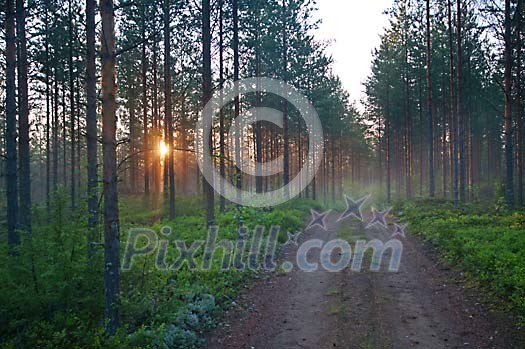 Sunrise in the forest