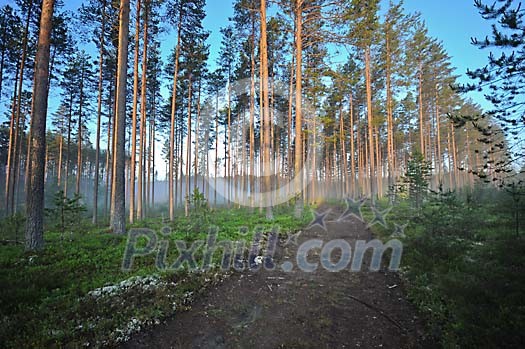 Pine trees in the morning sun Pine trees in the morning sun