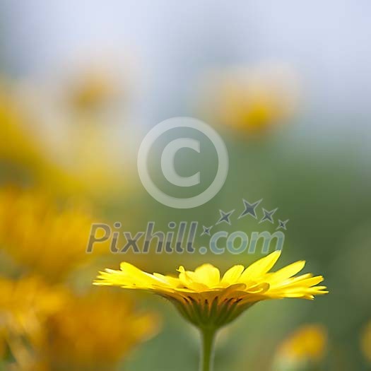 Calendula in the garden (tarhakehkukka)