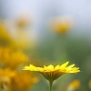 Calendula in the garden (tarhakehkukka)