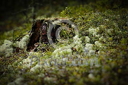 Old stump in forest surrounded with twigs and moss Old stump in forest surrounded with twigs and moss