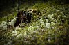 Old stump in forest surrounded with twigs and moss