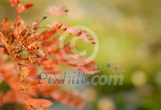 Red rowan leaves Red rowan leaves