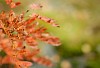 Red rowan leaves