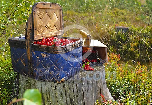 Blue basket full of red lingonberries Blue basket full of red lingonberries