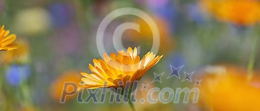 Calendula in the garden Calendula in the garden