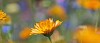 Calendula in the garden