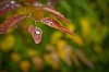 Close up of an autumn leaf