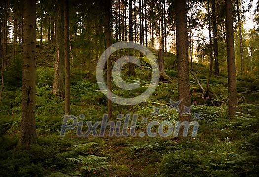 Hill in a deep forest Hill in a deep forest