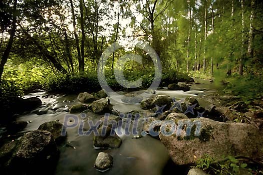 River flowing in the forest River flowing in the forest