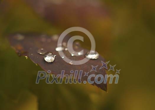 Brown leaf with waterdrops Brown leaf with waterdrops