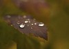 Brown leaf with waterdrops