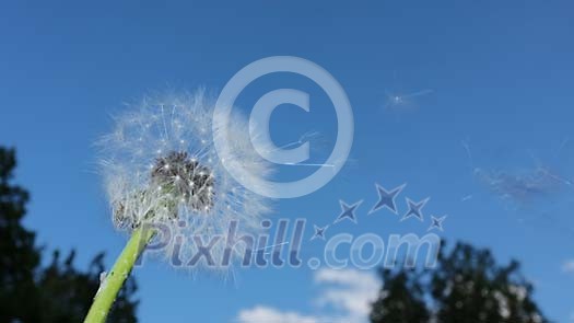 Dandelion seeds flying away Dandelion seeds flying away