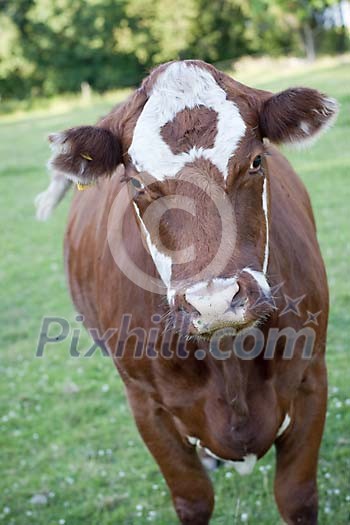 Cow looking straight to the camera Cow looking straight to the camera