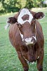 Cow looking straight to the camera