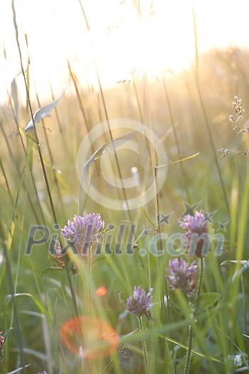 Evening sun shining on the meadow Evening sun shining on the meadow