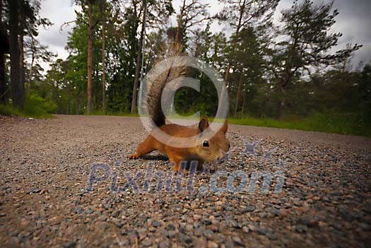 Cute squirrel on the ground Cute squirrel on the ground