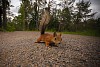 Cute squirrel on the ground