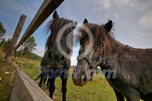Two horses by the fence looking at the camera Two horses by the fence looking at the camera