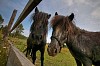 Two horses by the fence looking at the camera