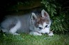 Puppy chewing a stick on the grass